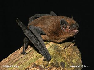 Pipistrelle commune – Pipistrellus pipistrellus