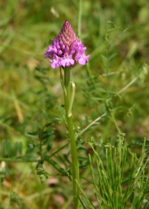 Orchidée sauvage - Orchis Pyramidal - Berges d'Aizier