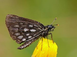 Papillon miroir